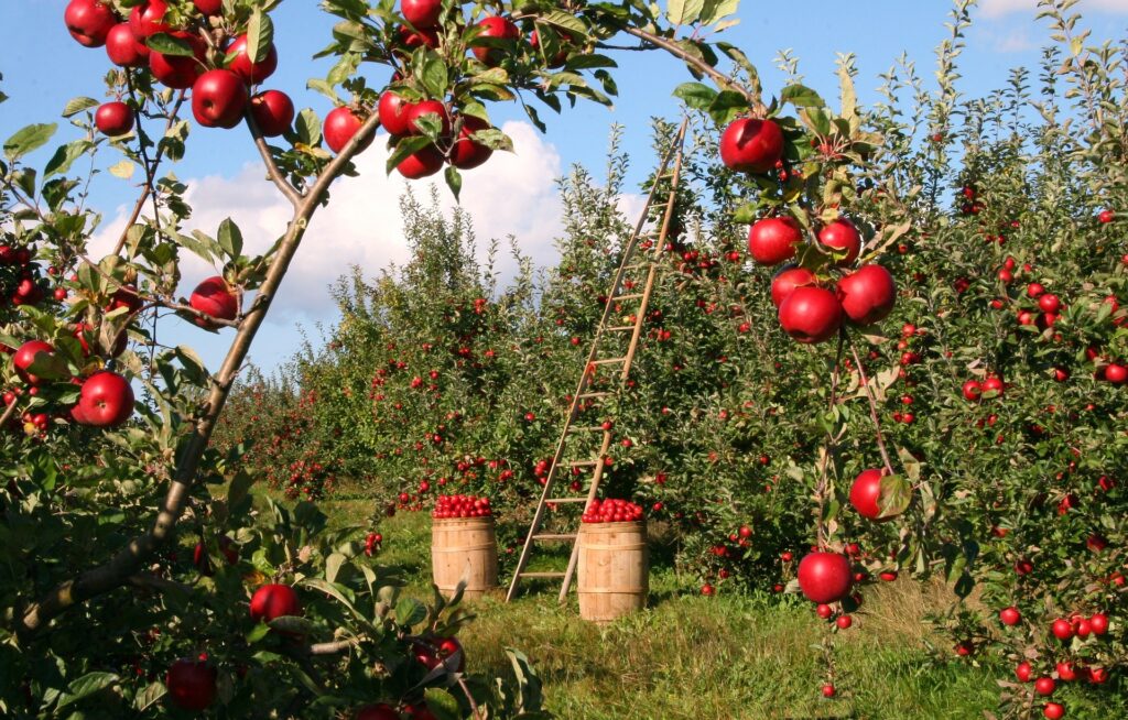 Agricoltura, Foto di lumix2004 da Pixabay