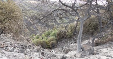 Incendi Sardegna