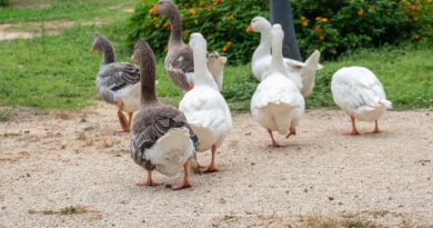 Gli animali di Monte Urpinu