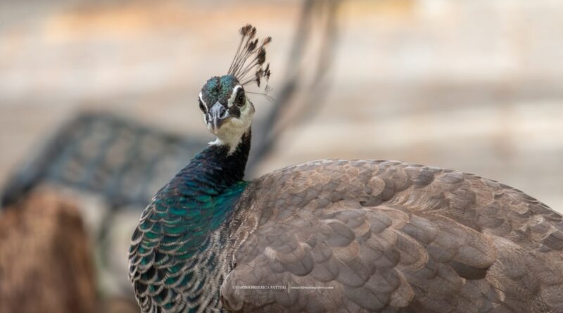 Gli animali di Monte Urpinu