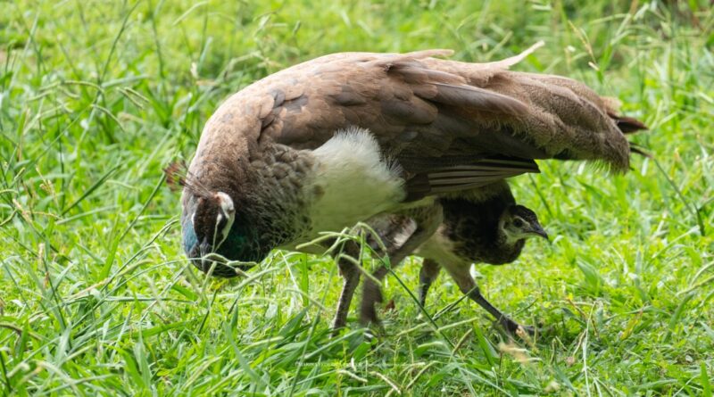 Gli animali di Monte Urpinu