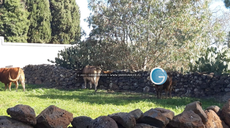 Agricoltura, foto Sardegnagol riproduzione riservata