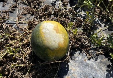 Agricoltura, foto Coldiretti